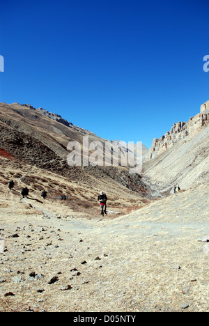 Un laissez-passer de trekker un groupe de yaks tout en traversant le col dans la Jeng La Dolpo région du Népal Banque D'Images