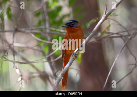 Madagascar paradise flycatcher femaleperched sur une fine couche de succursale à Madagascar Banque D'Images