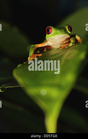 Red-Eyed Tree Frog (agalychnis callidryas) assis sur une feuille dans la nuit au Costa Rica. Banque D'Images