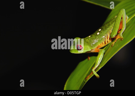 Red-Eyed Tree Frog (agalychnis callidryas) assis sur une feuille dans la nuit au Costa Rica. Banque D'Images