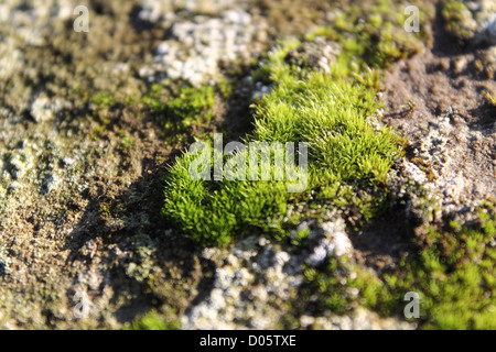 Close up de mousse et lichen sur pont de grès ballustrade Banque D'Images