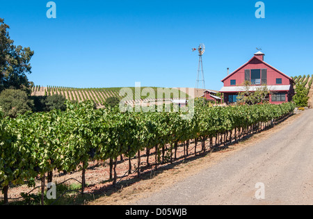 Belle vue de vin des vignobles de Napa Valley. Banque D'Images