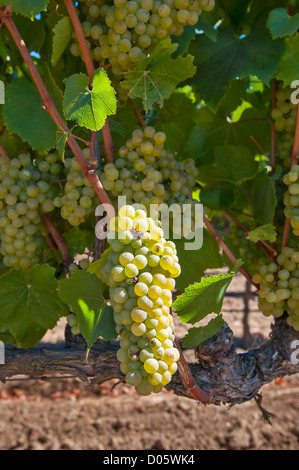 Belle vue de vin des vignobles de Napa Valley. Banque D'Images