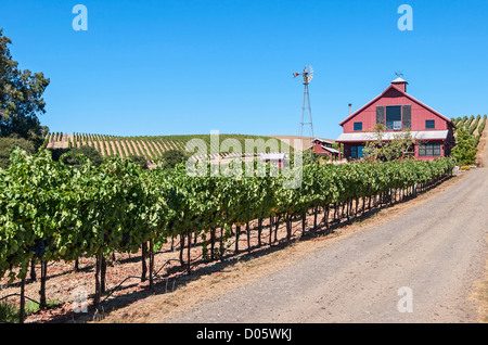 Belle vue de vin des vignobles de Napa Valley. Banque D'Images