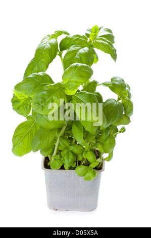 De plus en plus d'herbes basilic dans un pot en plastique isolé sur fond blanc Banque D'Images