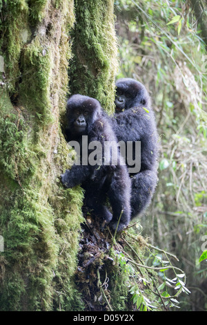 Gorille de montagne (Gorilla gorilla beringei) deux jeunes escalade arbre, Parc national des volcans, Rwanda Banque D'Images