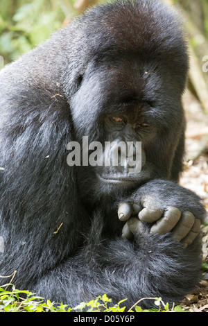 Gorille de montagne (Gorilla gorilla beringei) silverback resting head on hands, en voie de disparition, le Parc national des volcans, Rwanda Banque D'Images