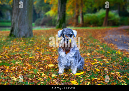 Poivre et sel mignon schnauzer mini parc en automne avec les feuilles sur son museau Banque D'Images