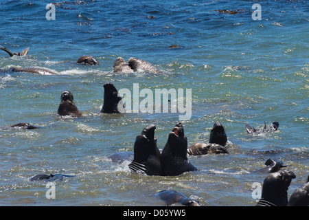 San Simeone, Hearst state park. L'éléphant de Bull dans les bas-fonds en concurrence pour les femmes, beugler et combat. Banque D'Images