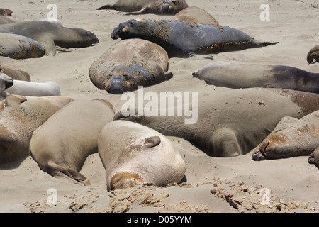 Sentier côtier de la Californie - San Simeone, Hearst state park. Éléphant de Boardwalk. Les éléphants de mer sur la plage, milieu de l'été. Banque D'Images