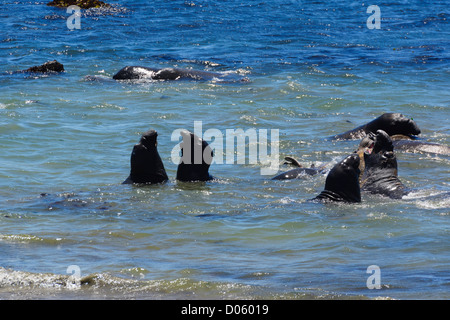 San Simeone, Hearst state park. L'éléphant de Bull dans les bas-fonds en concurrence pour les femmes, beugler et combat. Banque D'Images