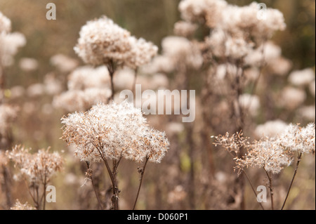 Semé le vent sauvage daisy composite , plante plantes mortes et reste de l'article chefs de semences de fleurs bloom Banque D'Images