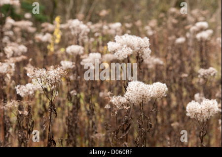 Semé le vent sauvage daisy composite , plante plantes mortes et reste de l'article chefs de semences de fleurs bloom Banque D'Images