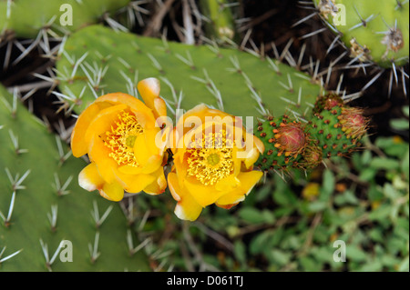Fleurs jaunes sur un cactus en fleurs Banque D'Images