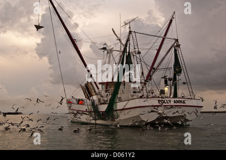 Un crevettier suivie par les goélands et sternes alimentation abattage alors que ses prises de rivage, Port Aransas Texas Banque D'Images