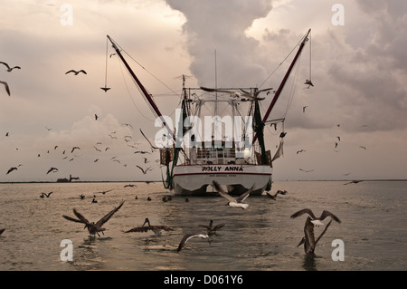 Un crevettier suivie par les goélands et sternes alimentation abattage alors que ses prises de rivage, Port Aransas Texas Banque D'Images