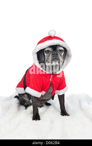 Un chien de Noël de vacances festives est habillé dans un costume de Père Noël pour les fêtes. Banque D'Images