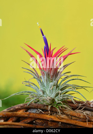 Tillandsia ionantha en fleurs sur fond jaune Banque D'Images