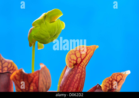 Fleur de Sarracenia (sarracénie pourpre) après la pollinisation Banque D'Images