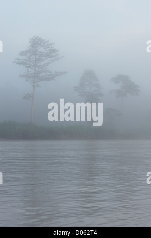 Misty lever de soleil sur la rivière Kinabatangan, Sabah, Bornéo Banque D'Images