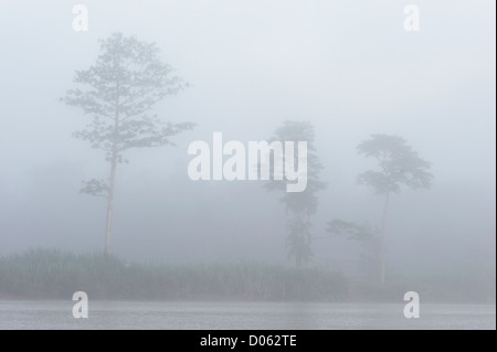 Misty lever de soleil sur la rivière Kinabatangan, Sabah, Bornéo Banque D'Images