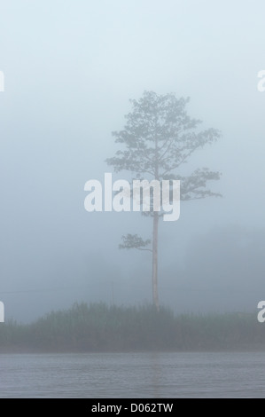 Misty lever de soleil sur la rivière Kinabatangan, Sabah, Bornéo Banque D'Images