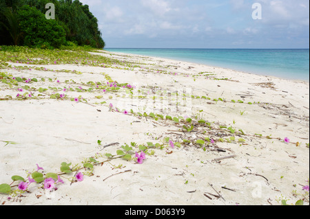 Beach morning glory (Ipomoea pes-caprae), Lankayan Island, Bornéo Banque D'Images