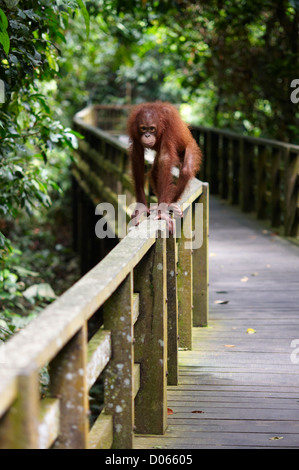 La marche de l'orang-outan le long d'une clôture au centre de réhabilitation des Orang-outans de Sepilok, Bornéo, Sandakan Banque D'Images