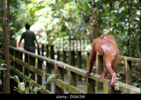 Orang-outan marcher le long d'une clôture derrière un ranger au centre de réhabilitation des Orang-outans de Sepilok, Bornéo, Sandakan Banque D'Images