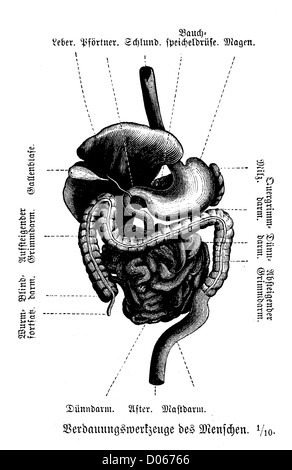 Les organes digestifs : Banque D'Images