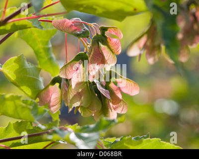 Graines ailées de Maple, Acer platanoides probablement photographié, l'érable de Norvège en Norvège Banque D'Images