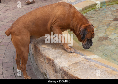 Un boxer chien de boire à une fontaine à Bergerac, France Banque D'Images