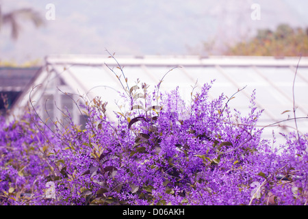 Fleurs violettes et maisons Banque D'Images