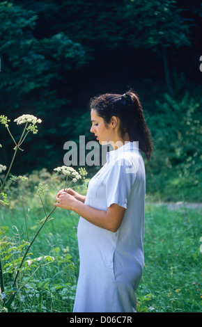 Femme enceinte choisir fleurs sauvages des forêts Banque D'Images