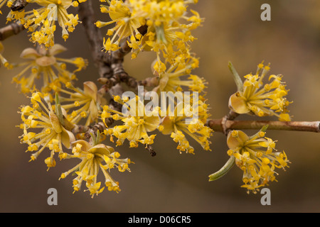 Cherry en cornaline, Cornus mas, en fleurs, au début du printemps. La Grèce. Banque D'Images