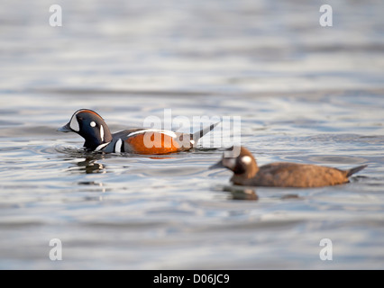 L'Arlequin plongeur (Histrionicus histrionicus) dans le détroit de Géorgie en Colombie-Britannique, Canada. 8800 SCO. Banque D'Images