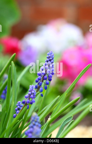 Grape hyacinth macro shot Banque D'Images