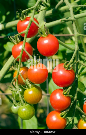 Tomates cerises fraîches Banque D'Images