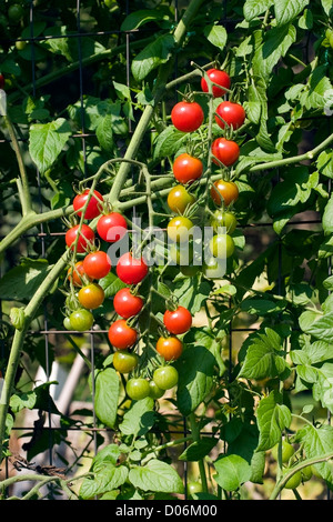 Tomates fraîches Banque D'Images