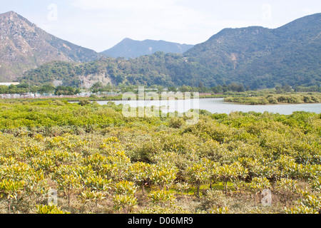 Les mangroves à Hong Kong Banque D'Images