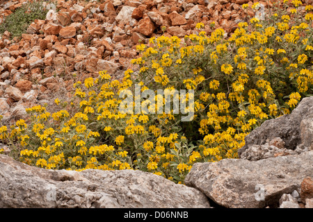 Jérusalem Sage, Phlomis fruticosa en pleine floraison à Delphes, Grèce. Banque D'Images
