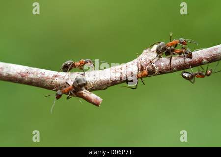 Les fourmis des bois (Formica rufa) se déplaçant le long d'une direction générale des forêts Banque D'Images