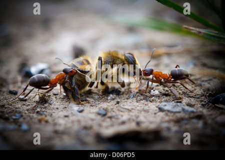 Les fourmis des bois en faisant glisser une abeille morte sur le plancher de bois. Banque D'Images