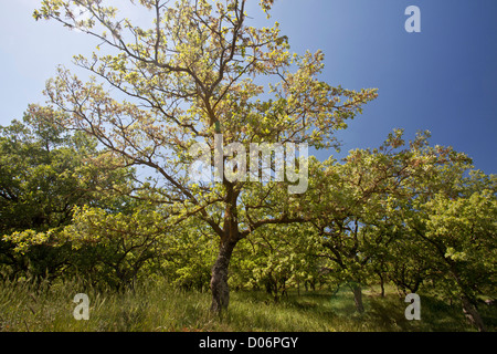 Oak, Quercus ithaburensis Valonia { =Q. aegilops ou Q. macrolepis) en Crète, Grèce. Banque D'Images