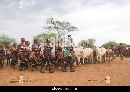 L'Afrique, l'Éthiopie, la vallée de la rivière Omo Tribu Hamer Le Jumping des taureaux cérémonie. la femme l'alignement du bétail Banque D'Images