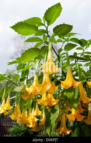 Appelés Les Anges Brugmansia Datura Trompettes ou Banque D'Images