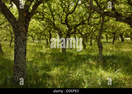 Oak, Quercus ithaburensis Valonia { =Q. aegilops ou Q. macrolepis) en Crète, Grèce. Banque D'Images