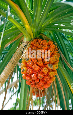 Gros plan d'une Pandanus mûr de fruits. Banque D'Images