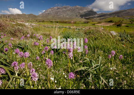 Orchidées italiennes, Orchis italica, sur plateau, Kambos religieux central Crete, Grèce. Banque D'Images