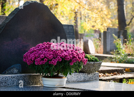 Chrysanthème rose tombe dans le pot Banque D'Images